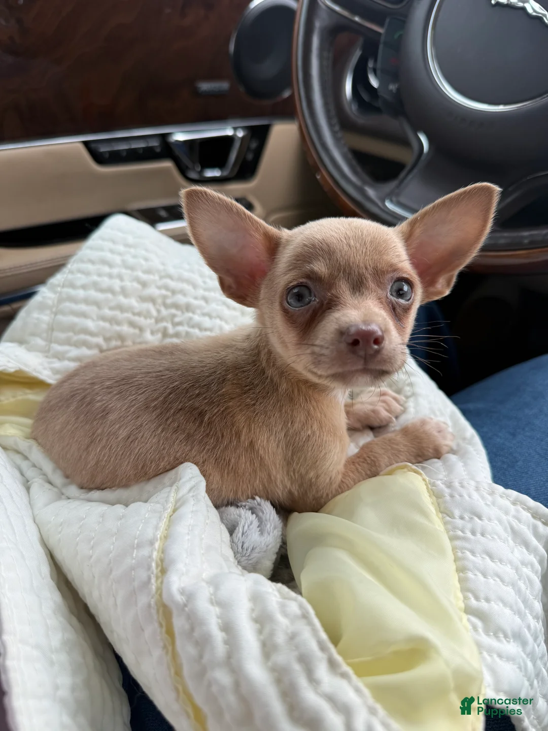 Chihuahua dogs for sale: Jasper - Ad 4