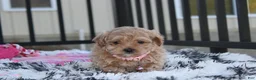 Maltipoo dogs for sale: Kaya - Ad 3