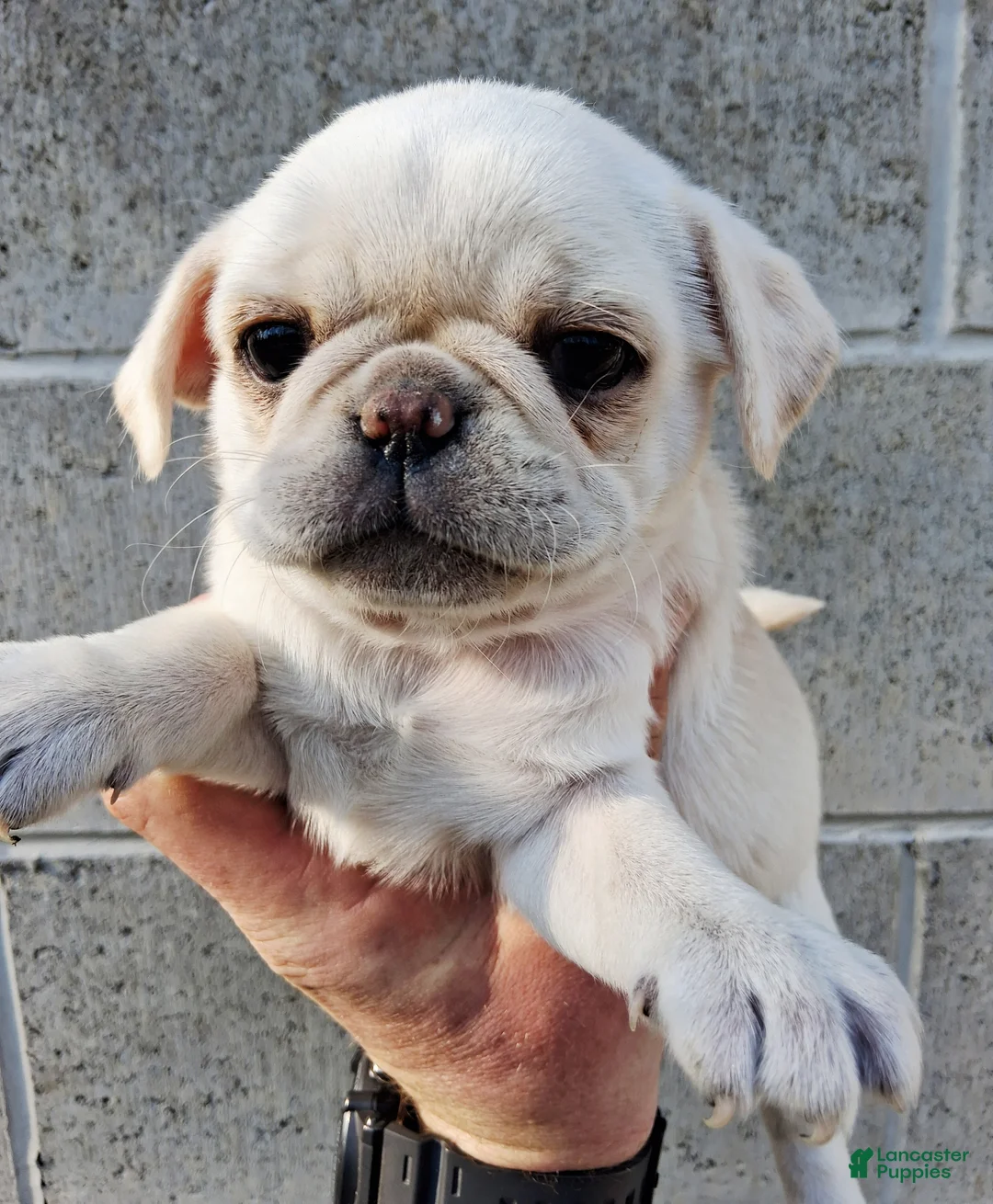 Pug dogs for sale: Betty - Ad 1