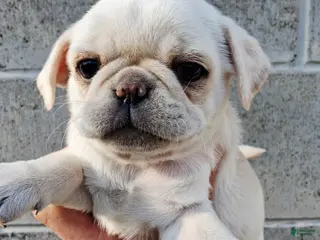 Pug dogs for sale: Betty - Ad 4