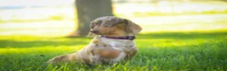 Miniature Dachshund dogs for sale: Belle Miniature Dachshund  - Ad 7