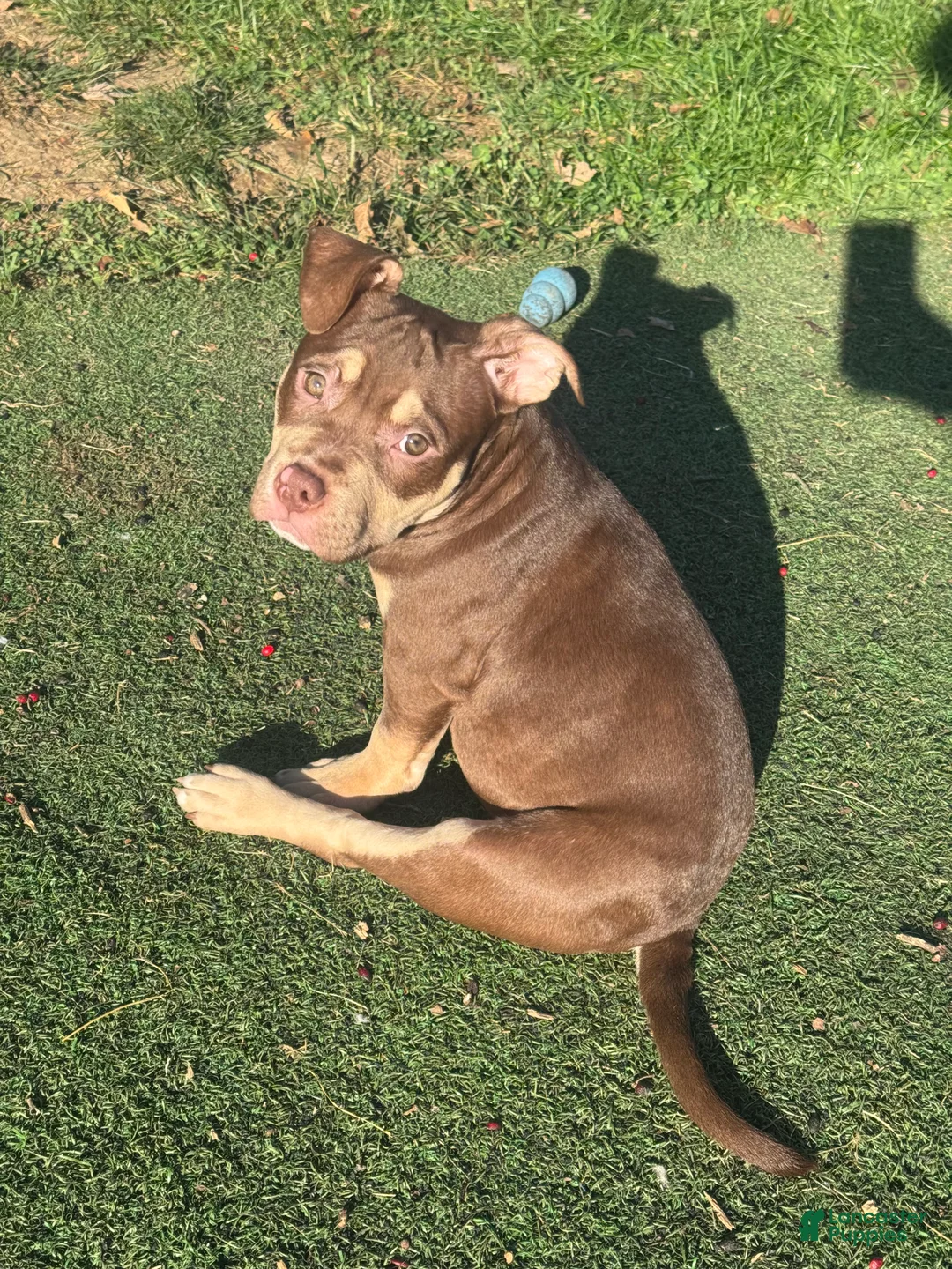 American Bully dogs for sale: Biscuit - Ad 2
