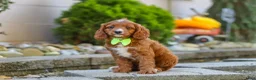 Cavapoo dogs for sale: Blake - Ad 10