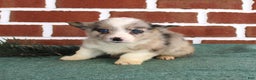 Welsh Corgi Pembroke dogs for sale: Jacob - Ad 1
