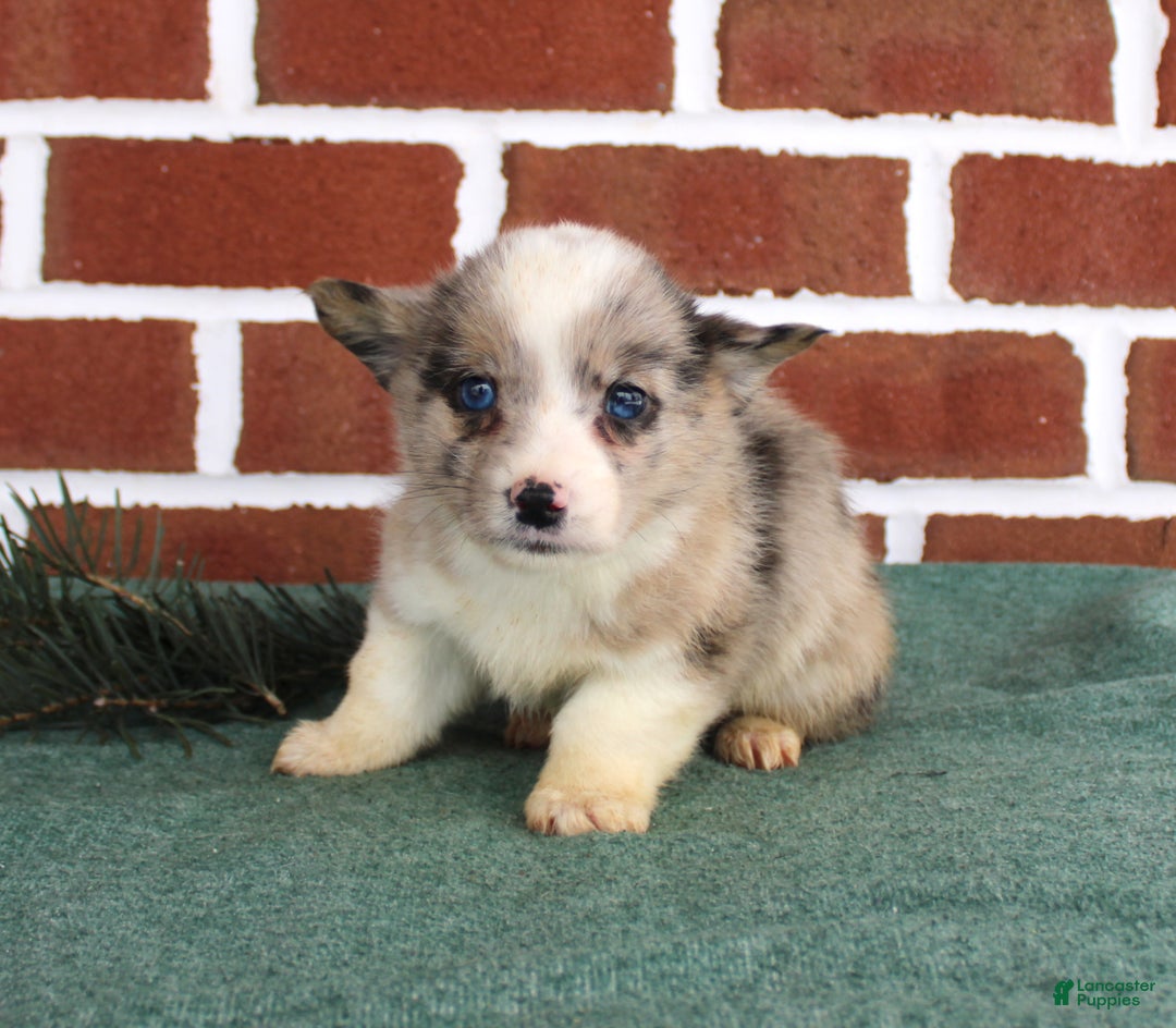 Welsh Corgi Pembroke dogs for sale: Jacob - Ad 1