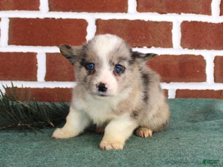 Welsh Corgi Pembroke dogs Jacob - Ad 6
