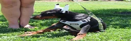 Doberman Pinscher dogs for sale: White - Ad 3