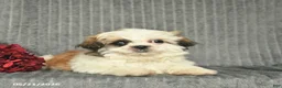 Malshi dogs for sale: Blake - Ad 2