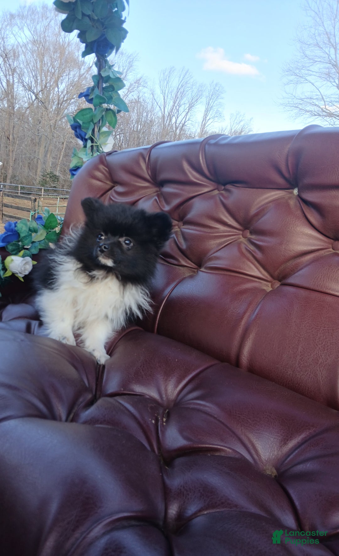 Pomeranian dogs for sale: Pomeranian Puppy 2 - Ad 1