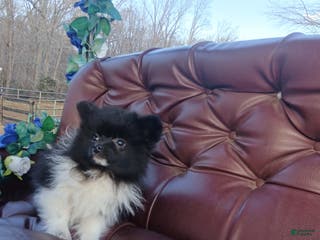 Pomeranian dogs Pomeranian Puppy 2 - Ad 29