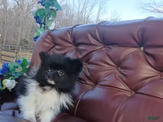 Pomeranian dogs Pomeranian Puppy 2 - Ad 31