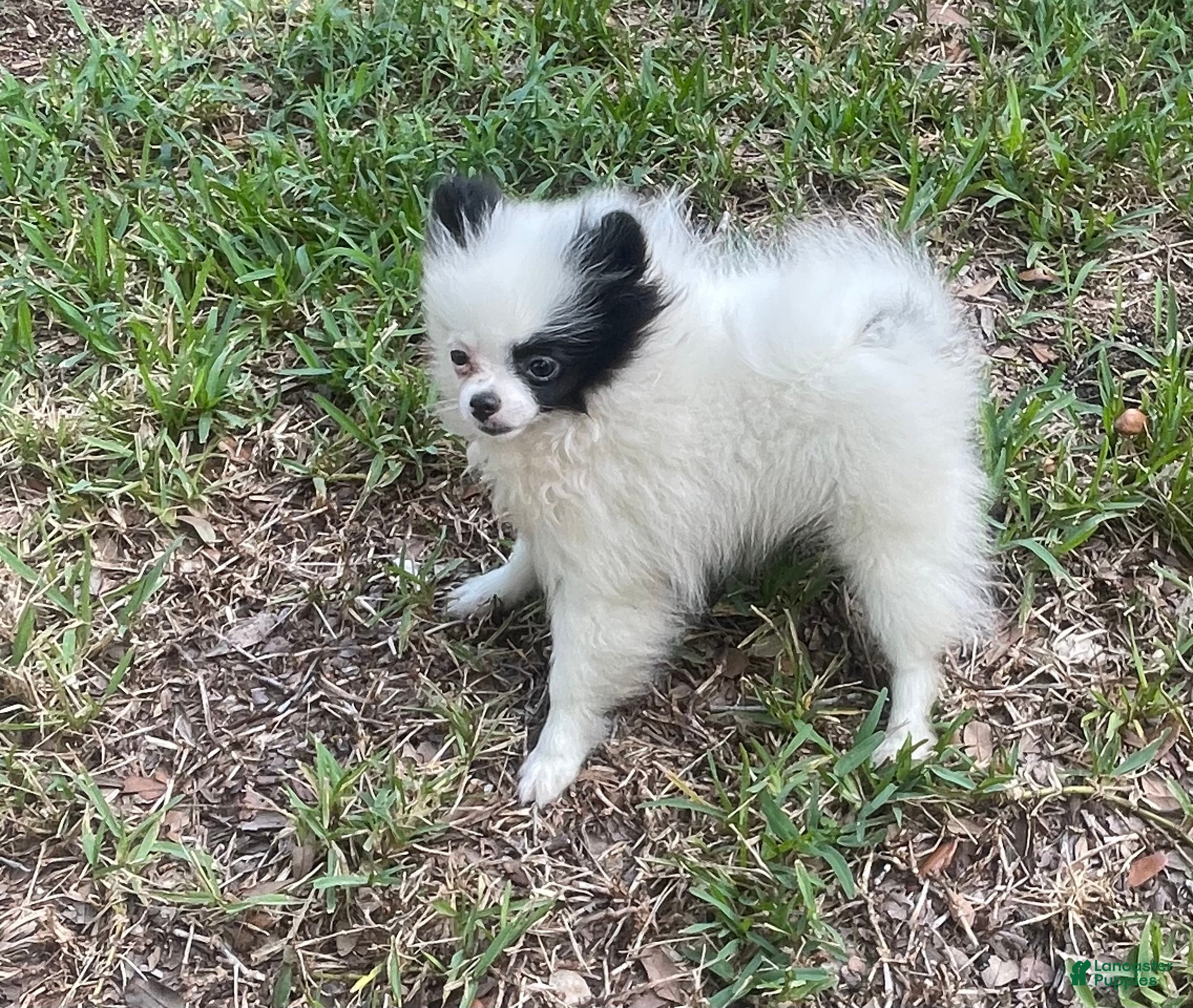 Pomeranian dogs for sale: Pomeranian 3 - Ad 21