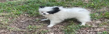 Pomeranian 3