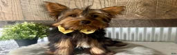Yorkshire Terrier dogs for sale: Miles - Ad 7