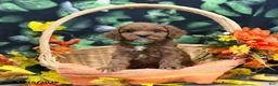 Cavapoo dogs for sale: Bobby - Ad 2