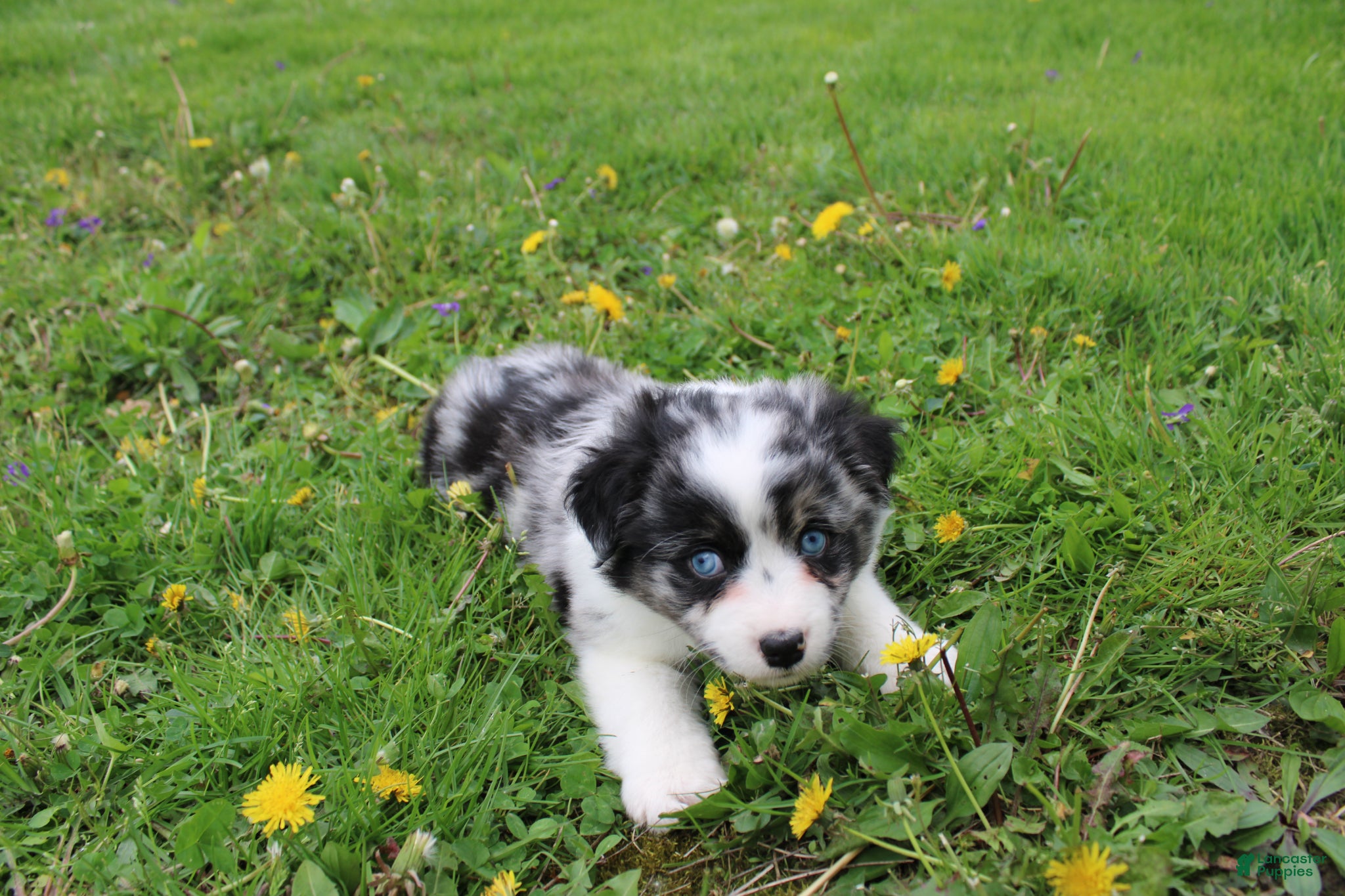 Miniature Australian Shepherd dogs Miniature Australian Shepherd Puppy 1 - Ad 34