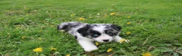 Miniature Australian Shepherd dogs for sale: Miniature Australian Shepherd Puppy 1 - Ad 1