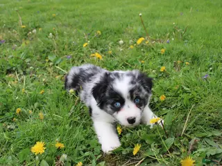 Miniature Australian Shepherd dogs Miniature Australian Shepherd Puppy 1 - Ad 34