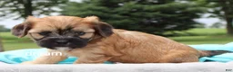 Mixed Breed dogs for sale: Wynn - Ad 3