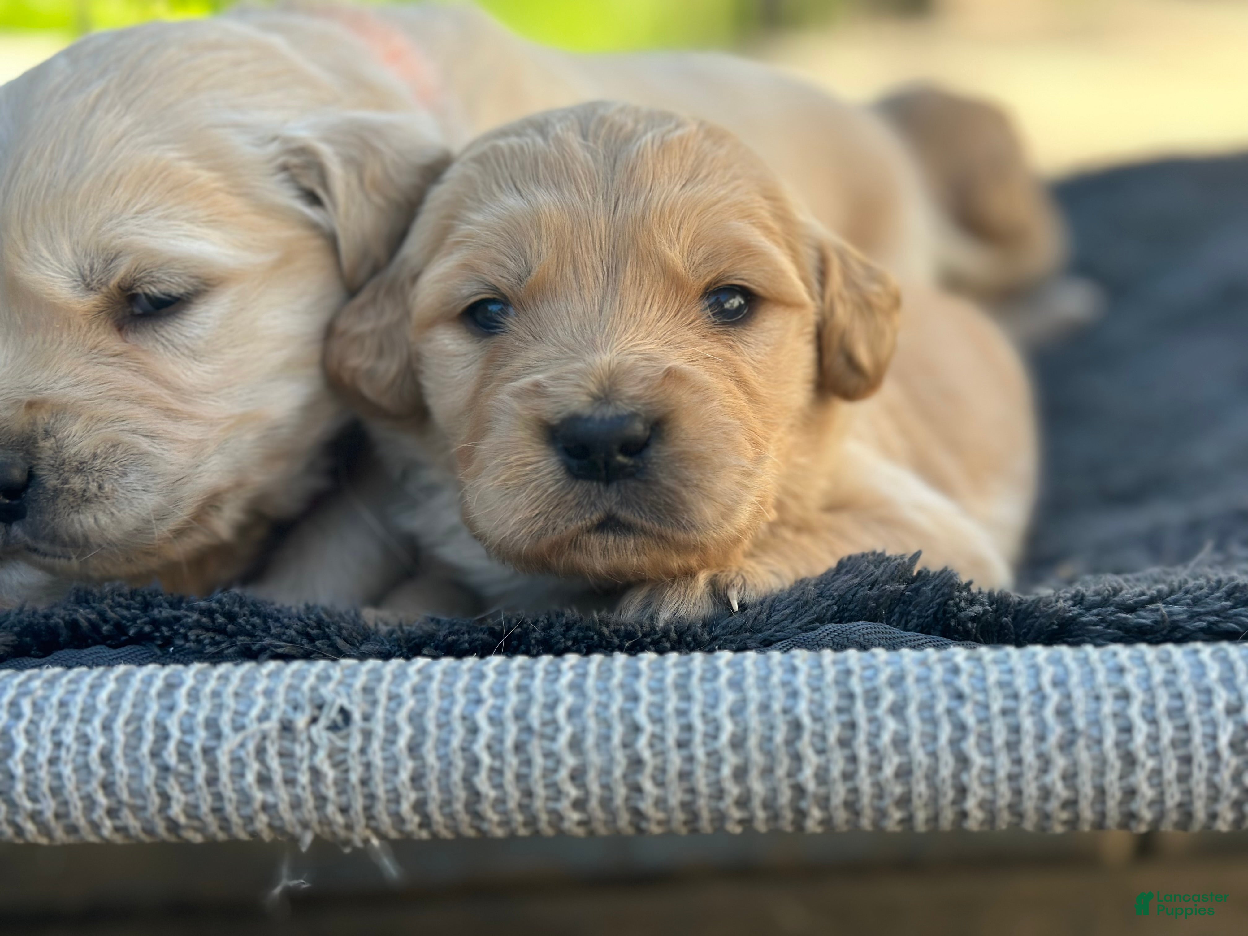 Golden Retriever dogs Linguine - Ad 1