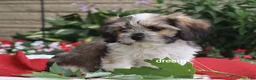 Mixed Breed dogs for sale: Nico - Ad 6