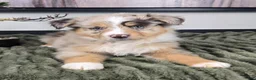 Miniature Australian Shepherd dogs for sale: Sally - Ad 3