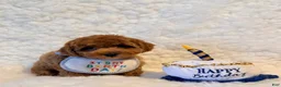 Toy Poodle dogs for sale: Snuggles deep red - Ad 3