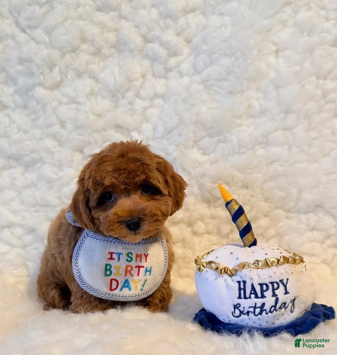 Toy Poodle dogs for sale: Snuggles deep red - Ad 3