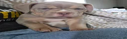 American Bully dogs for sale: Hulk - Ad 6