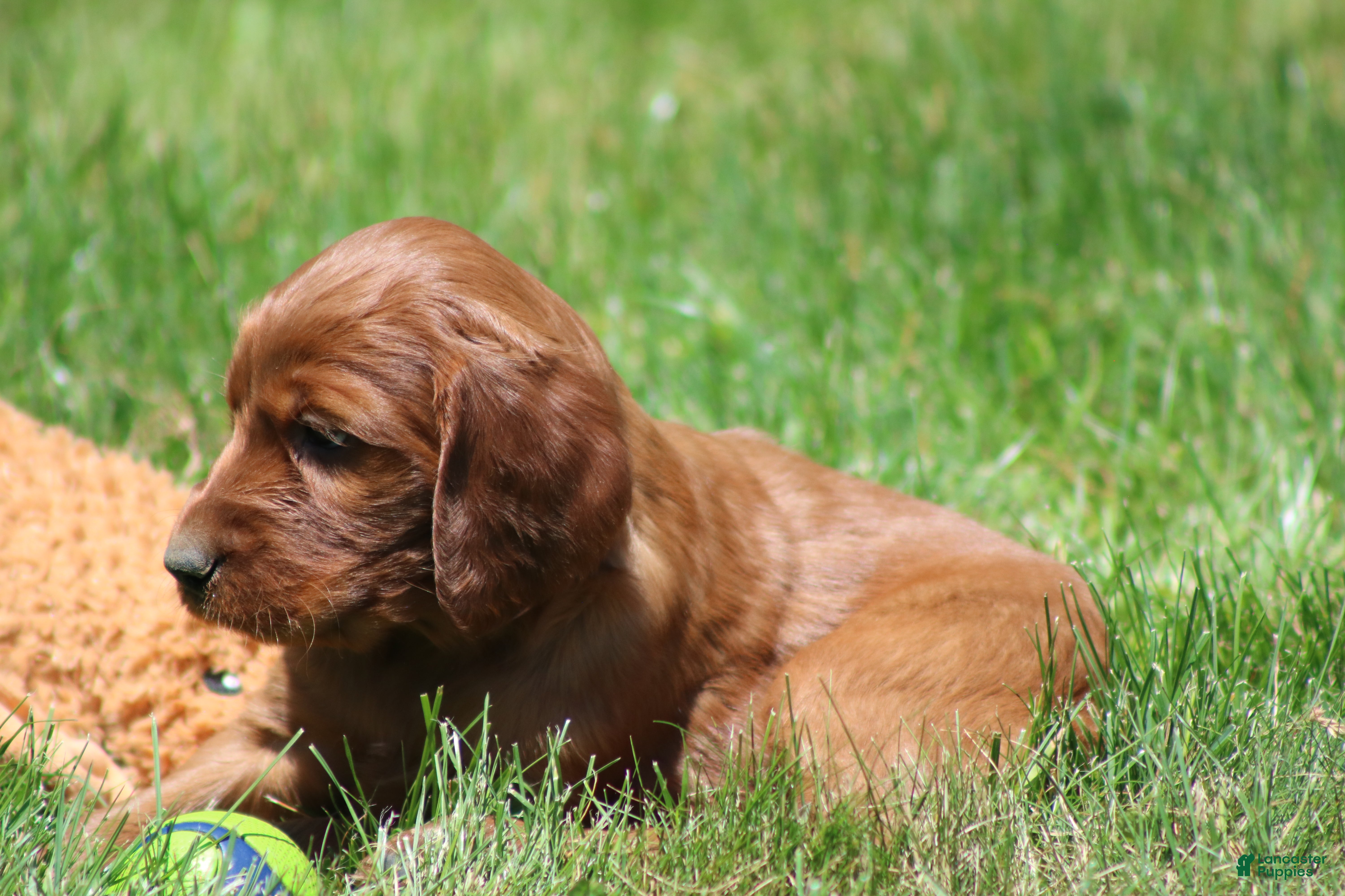 Irish Setter dogs for sale: Romeo - Ad 4