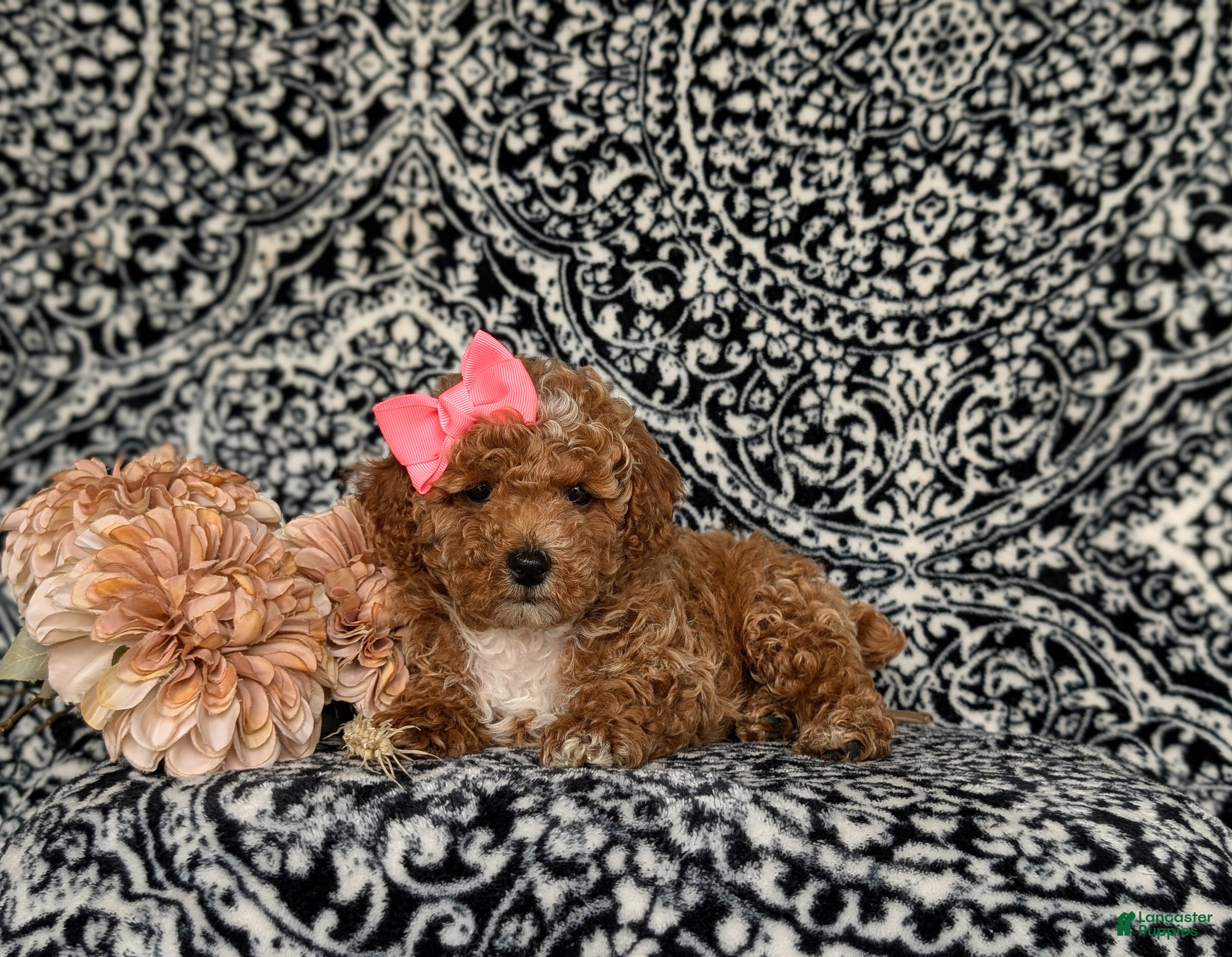 Miniature Poodle dogs for sale: Pipa - Ad 5