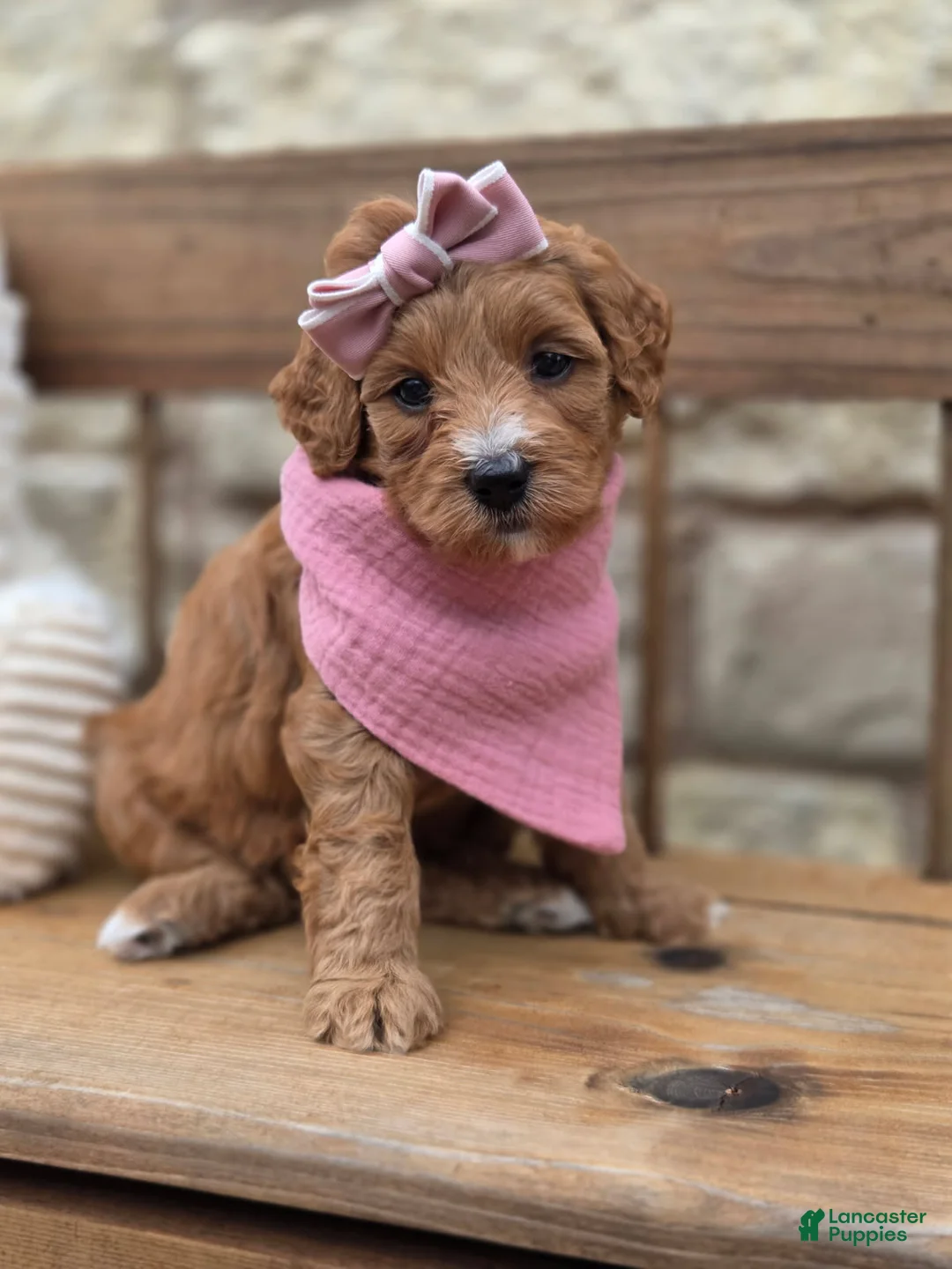 Goldendoodle dogs for sale: Ross - Ad 1