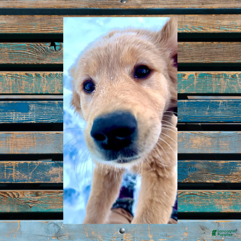 Golden Retriever dogs Oakley, AKC Golden Retriever, Male - Ad 17