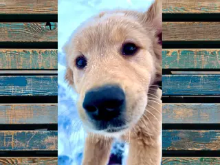 Golden Retriever dogs Oakley, AKC Golden Retriever, Male - Ad 17