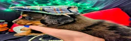 Miniature Dachshund dogs for sale: Miniature Dachshund 4 - Ad 4
