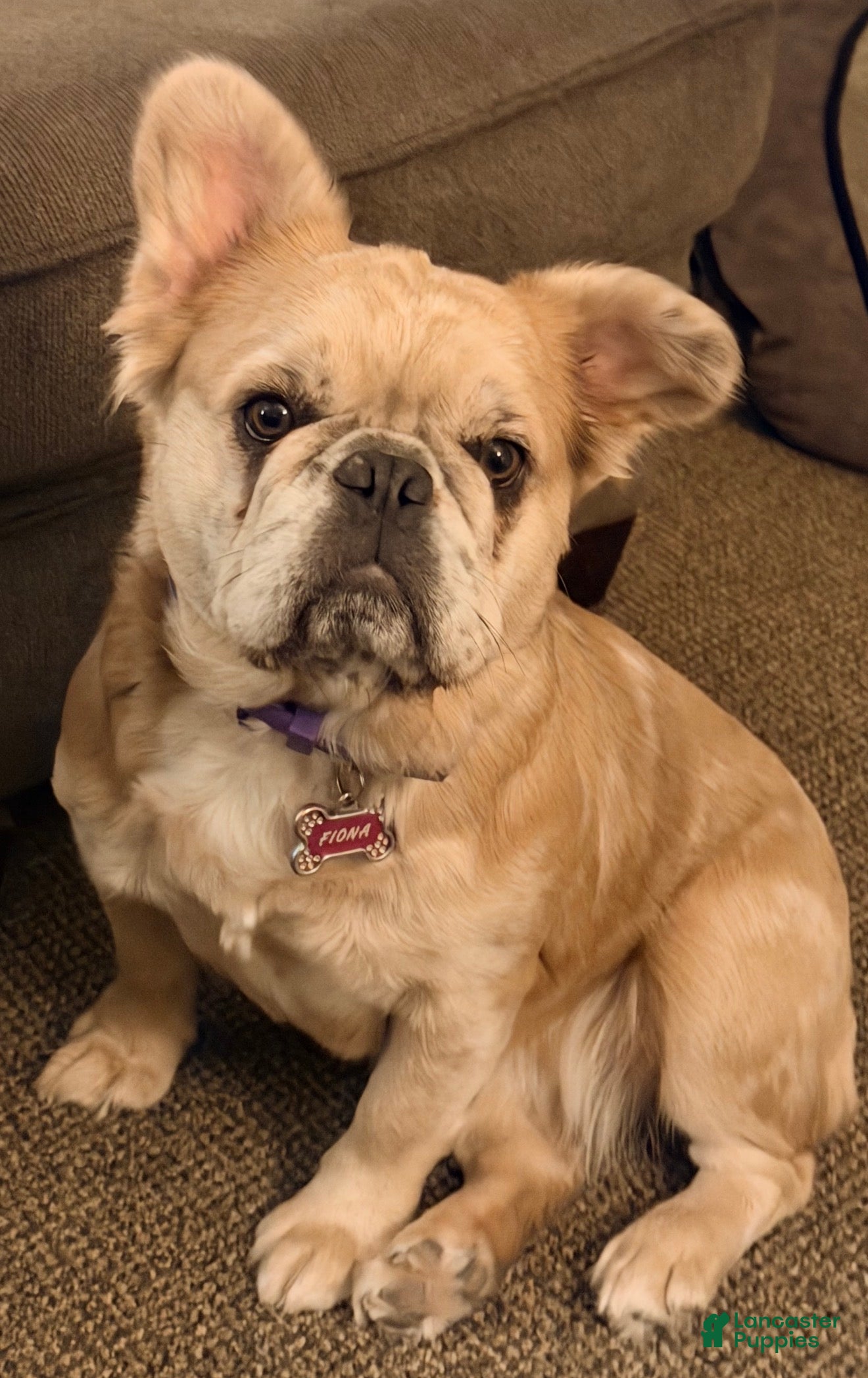 Fiona