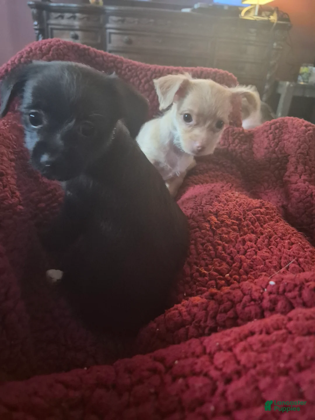 Chipoo dogs for sale: Chipoo Puppy 2 - Ad 10