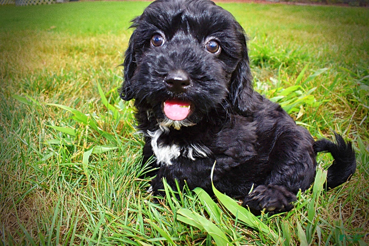 Havapoo dogs Harmony-LABOR DAY SALE-TAKE $100 OFF!!! - Ad 1