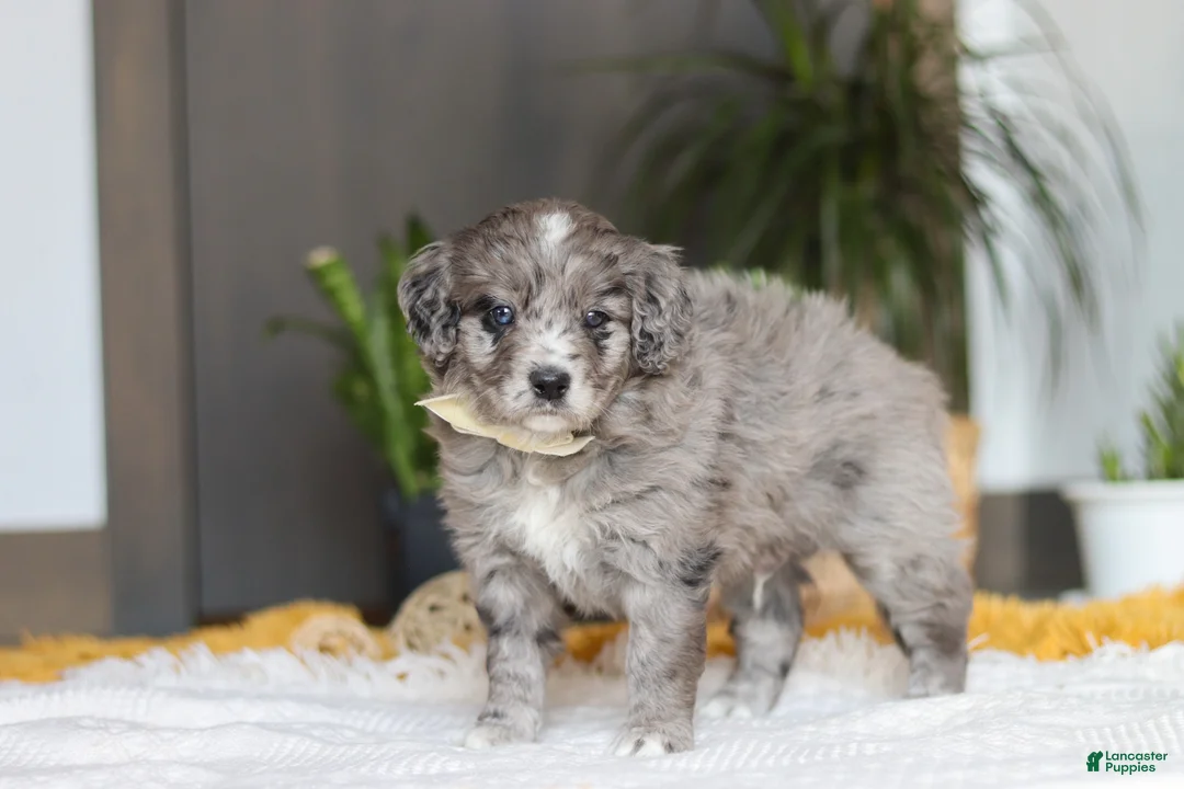 Mixed Breed dogs for sale: Canyon - Ad 6