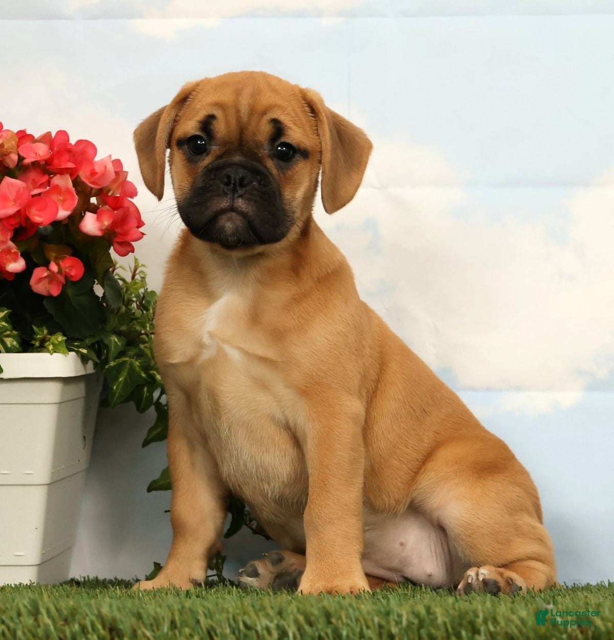 Mixed Breed dogs Laurel - Ad 1
