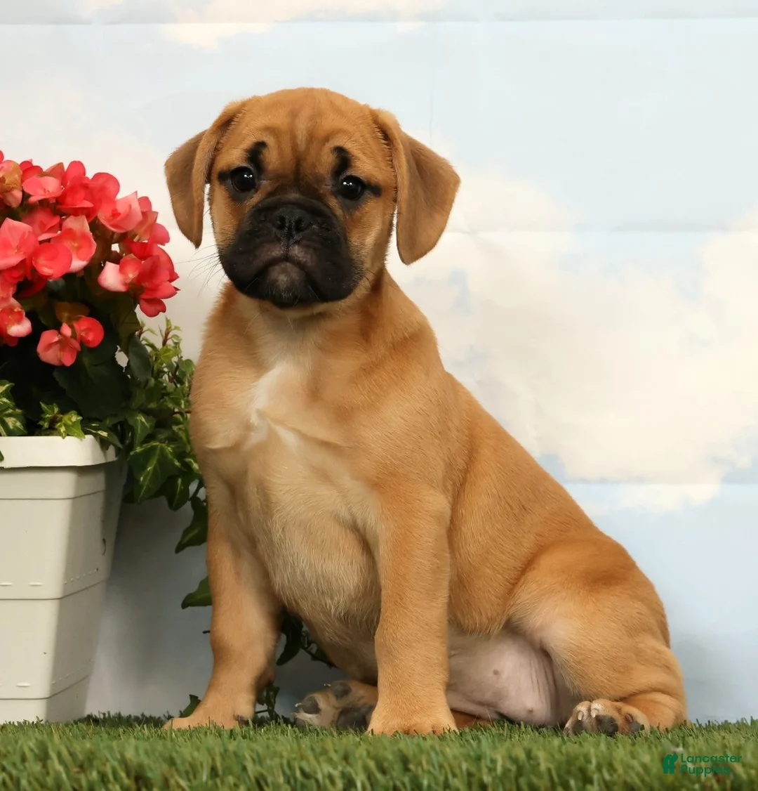 Mixed Breed dogs for sale: Laurel - Ad 1