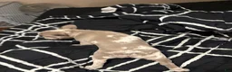 French Bulldog dogs for sale: French Bulldog 2 - Ad 2