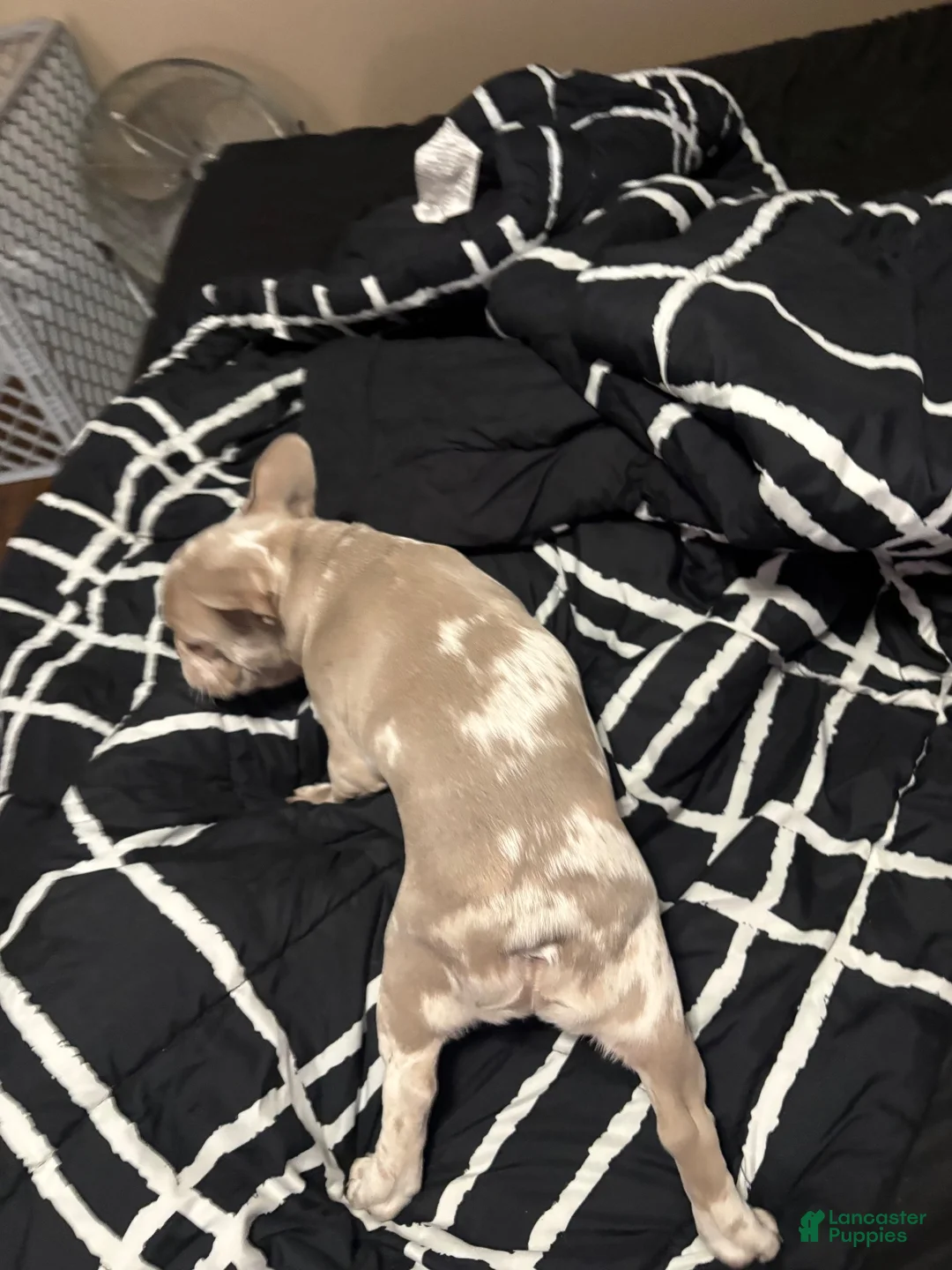 French Bulldog dogs for sale: French Bulldog 2 - Ad 2