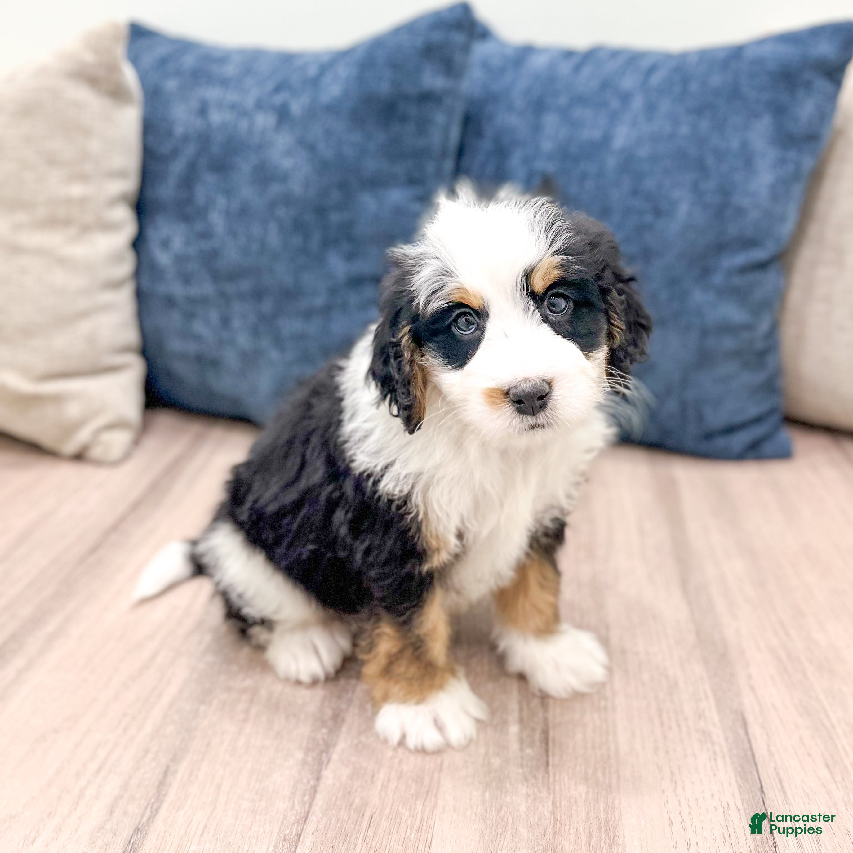 Mini Bernedoodle dogs Benson - Ad 1