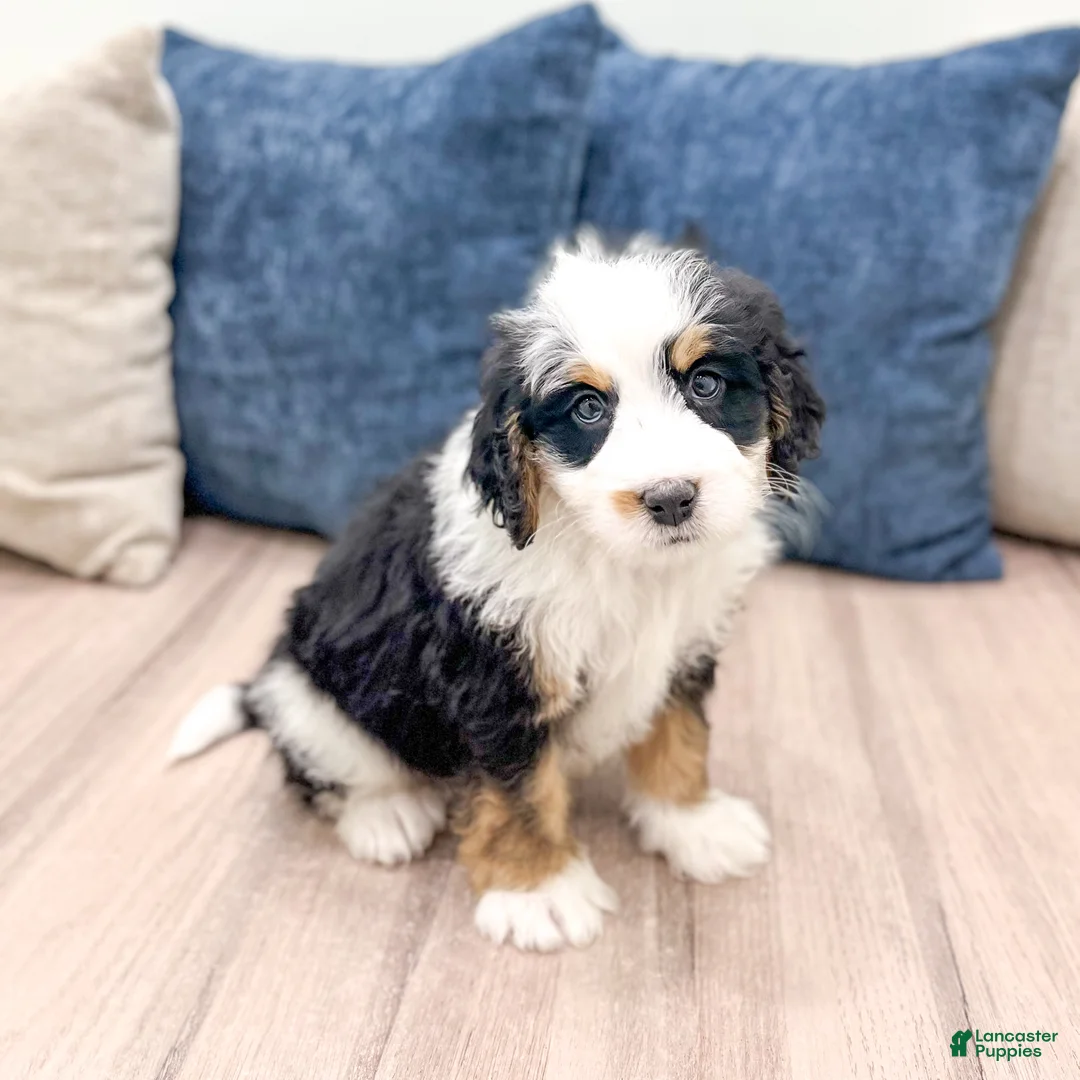 Mini Bernedoodle dogs for sale: Benson - Ad 1