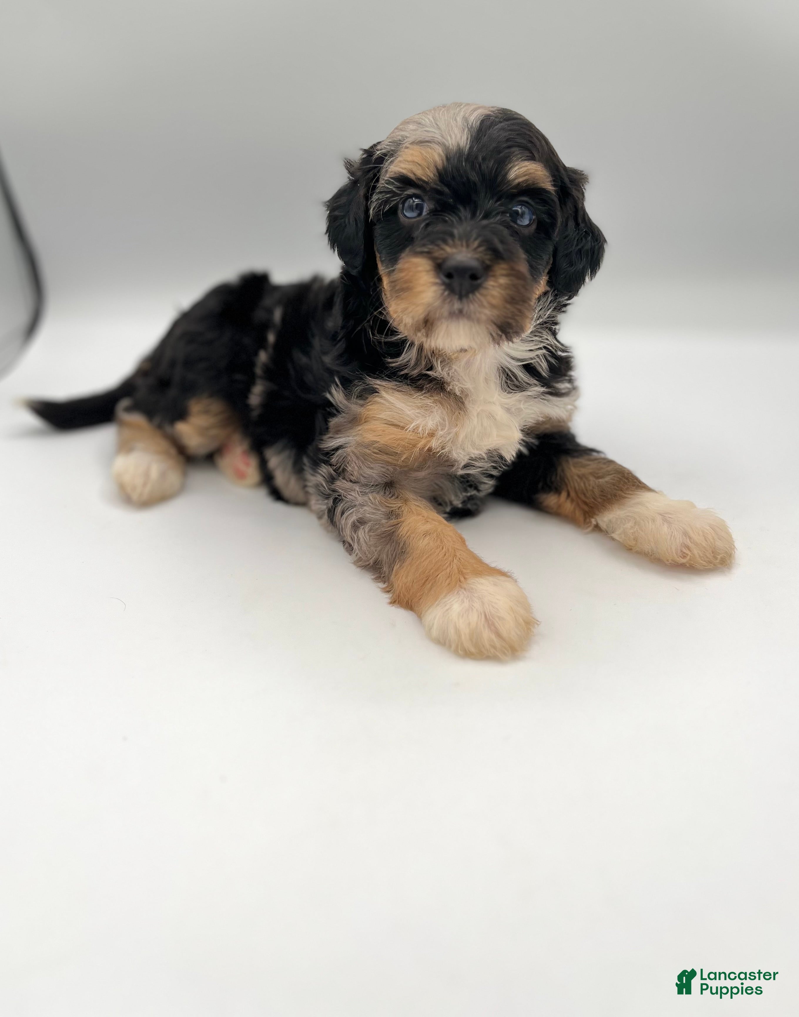 Bernedoodle dogs Cali - Ad 1