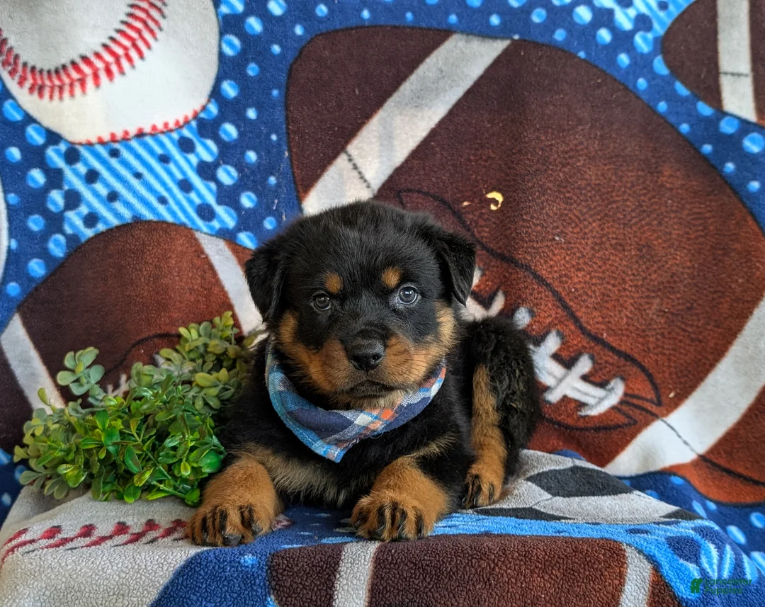 Rottweiler dogs for sale: Diesel - Ad 6
