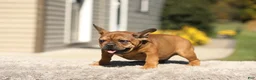 French Bulldog dogs for sale: Otto – Fawn Brindle - Ad 11