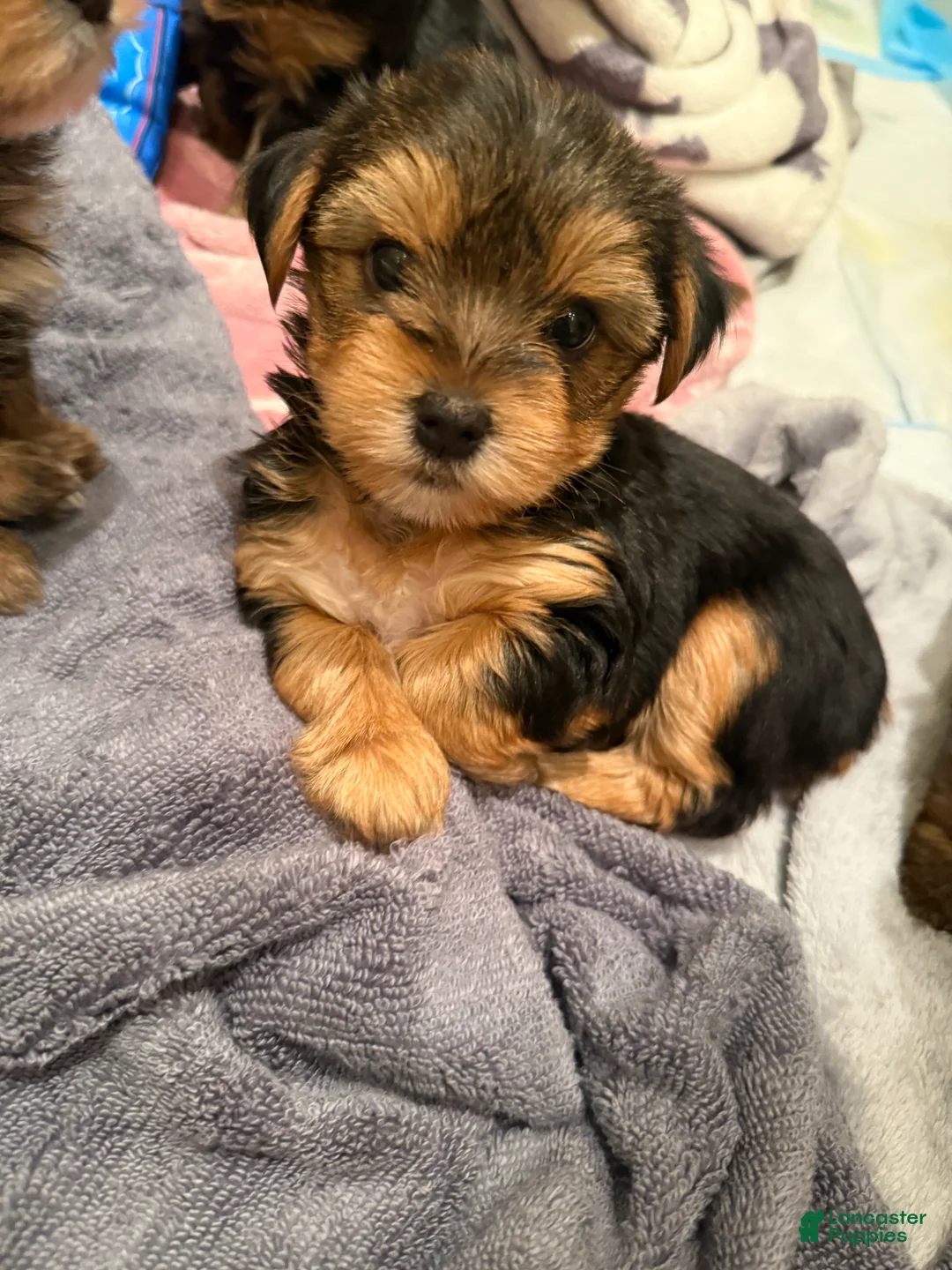 Yorkshire Terrier dogs for sale: Sable - Yorkshire Terrier Puppy 5 - Ad 1