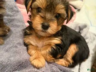Yorkshire Terrier dogs Sable - Yorkshire Terrier Puppy 5 - Ad 12